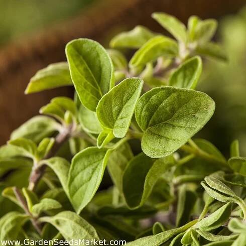 Řecké oregano - Origanum vulgare ssp. hirtum - Intenzivní chuť, ideální bylinka do pokrmů! - Čerstvá semena