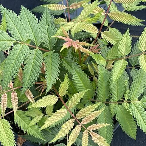 MR. MUSTARD® False Spirea (Sorbaria)