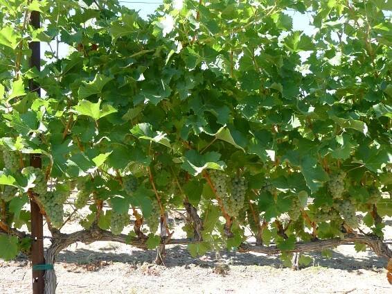 August 2013 Veraison
