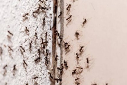 Vyhubení mravenců levnou metodou. Stačí trocha mouky