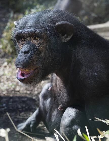 Download free HD stock image of Chimp Zoo