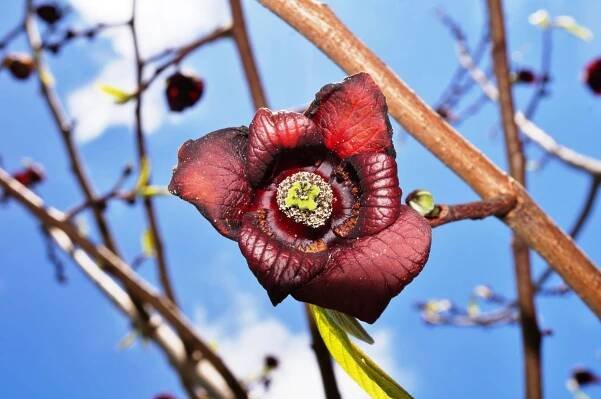 Pawpaw flower