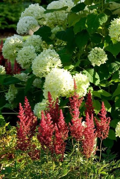'Annabelle' hydrangea with red Astilbe