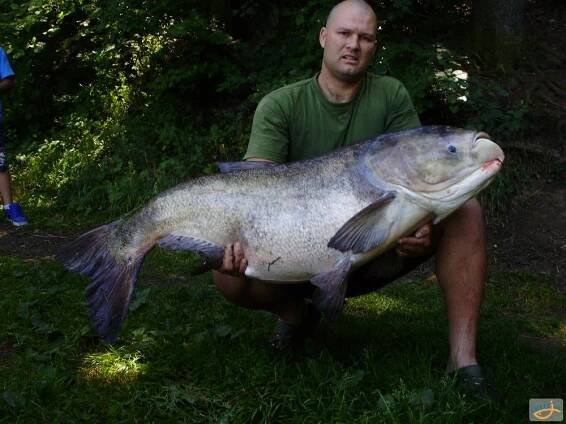 Trofejní úlovky – Tolstolobec pestrý, 133 cm, 37 kg - Chytej.cz