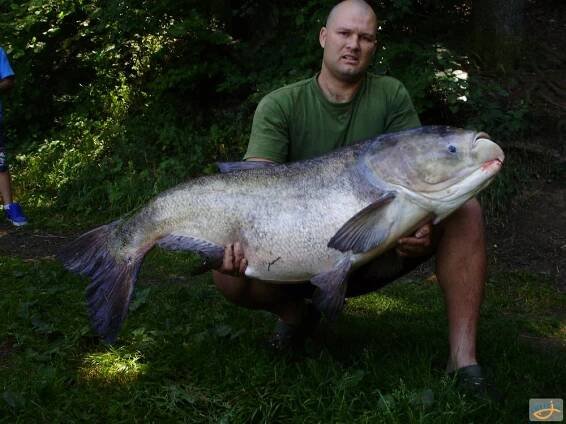 Tolstolobík 37kg z Čertáku, okr.Nový Jičín