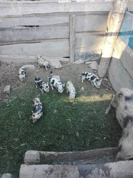 Selata kune kune - Hvozdno (České Budějovice), Prodám | ChovZvířat.cz