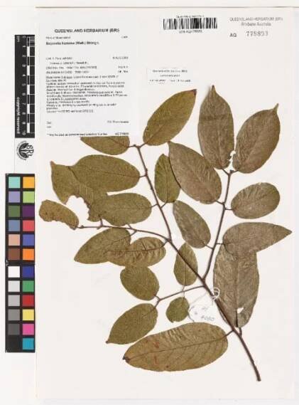 Sageretia hamosa