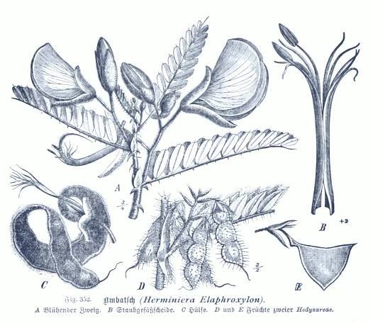 Aeschynomene elaphroxylon