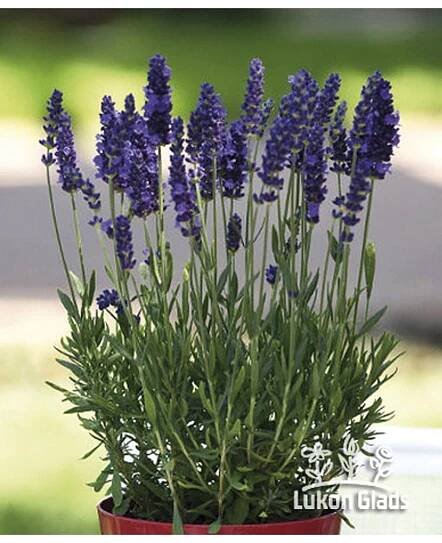 Lavandula angustifolia BLUE COMPACT - levandule úzkolistá