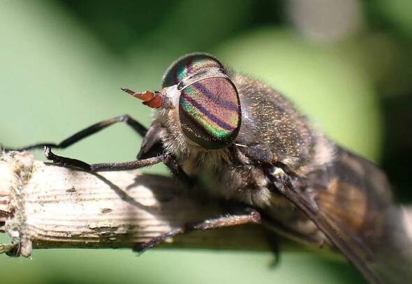 Mezi ovádovité patří i Hybomitra bimaculata