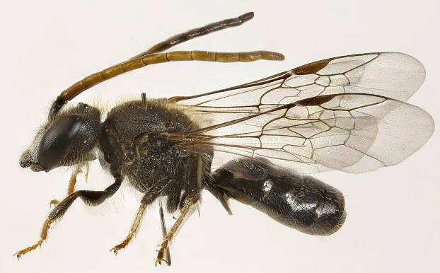 Lasioglossum fratellum