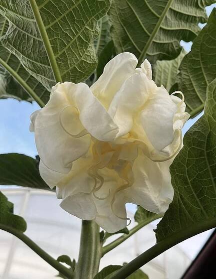 BALMORAL | Brugmansia