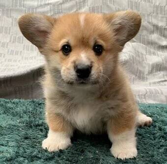 Welsh corgi