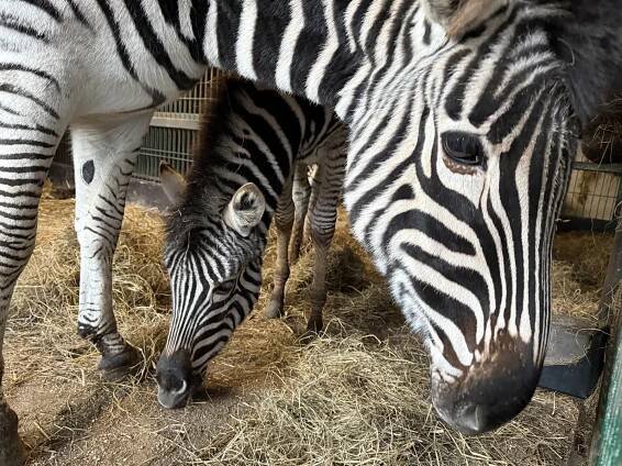 Zvířata ve Dvorci rozbalila vánoční dárky. Zoo chystá speciální noční prohlídky