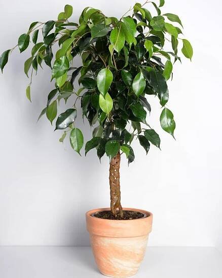 Ficus Benjamin znamení a pověry