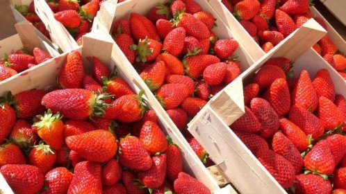 čerstvé jahody v dřevěných krabicích na farmářském trhu, připravené k prodeji - strawberries - stock snímky, obrázky a fotky