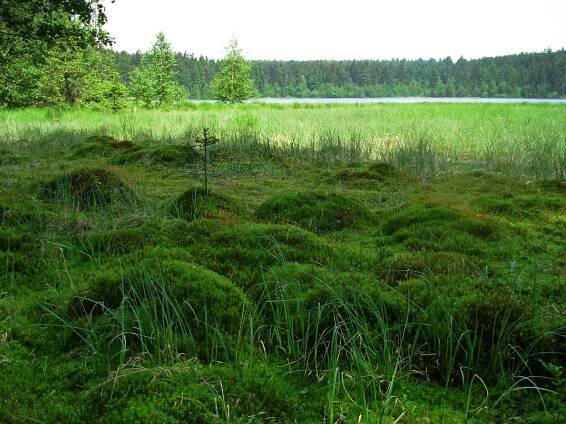 Velký pařezitý rybník, květen 2007