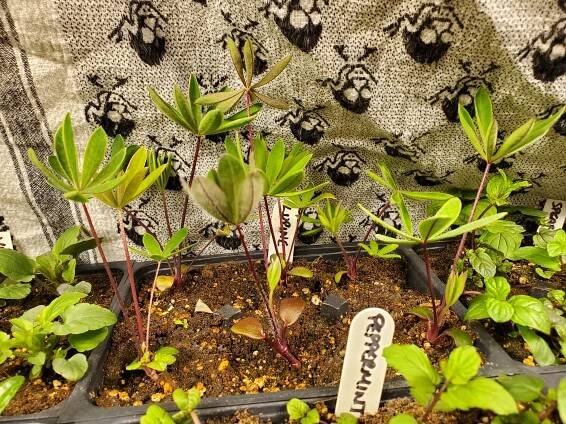This is a picture of some of our flowers, Lupine in this case. Frost sensitive plants must be cared for carefully in cold climates as frosts can be quite harmful to them!