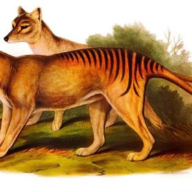 Thylacine DNA reveals weakness – and kinship with the kangaroo