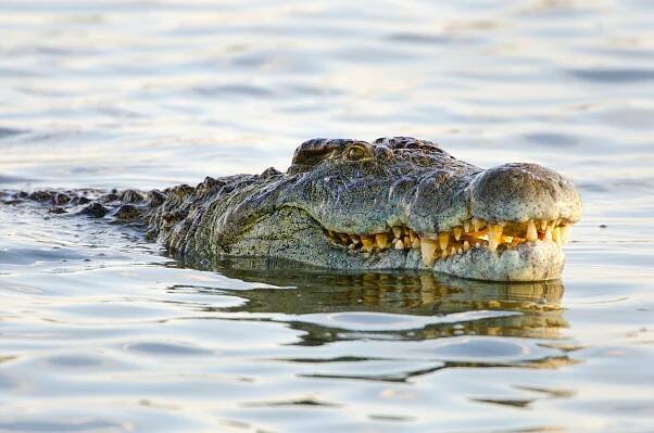 25 of the Most Dangerous Animals in the World