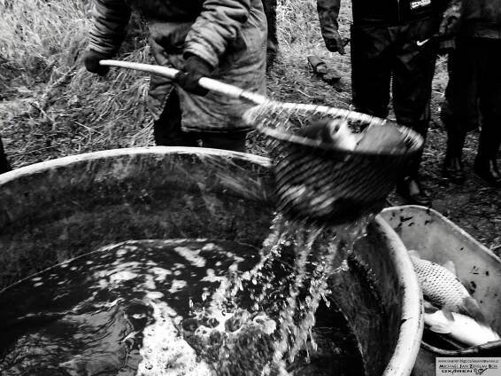 Výlov 2011 – Mlýn Borek – Borecký Mlýn – Ing. Jiří Skořepa – Chov ryb