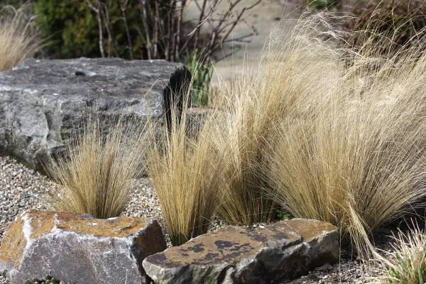 Stipa tenuissima ´Pony Tails´ , Kavyl péřovitý, K9