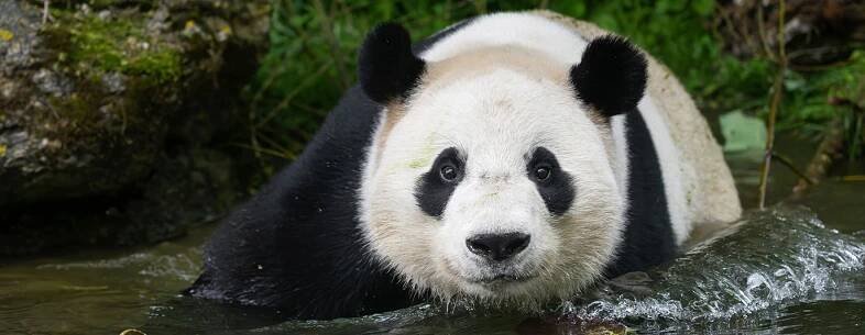 Foto für: The Giant Pandas are back!