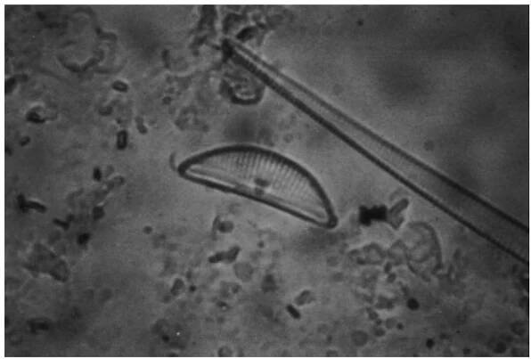Figure 8.6 Diatom: unicellular algae with environmental preferences.  bones, or, does the carbon or phosphate content of this context suggest human activity?  example, is there no burial under this barrow because the pH is too high for the survival of 