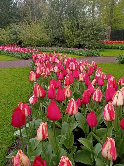 Za krásou tulipánů do Průhonic nebo Amsterdamu: inspirujte se v naší galerii, můžete je ještě stihnout v plné kráse