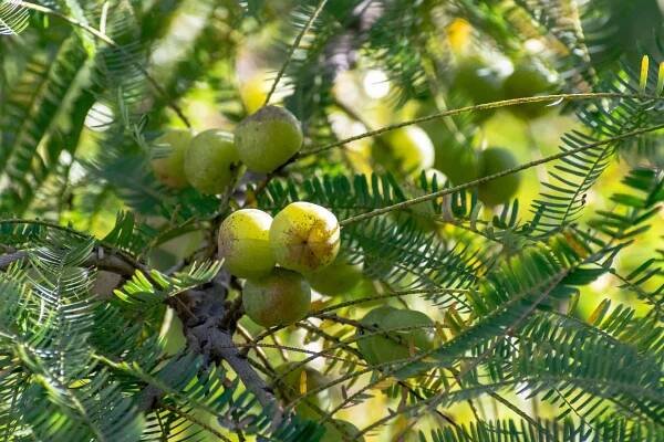 Amla (emblika lékařská) - účinky, druhy, vůně