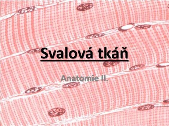 PPT - Svalová tkáň PowerPoint Presentation, free download - ID:6563202