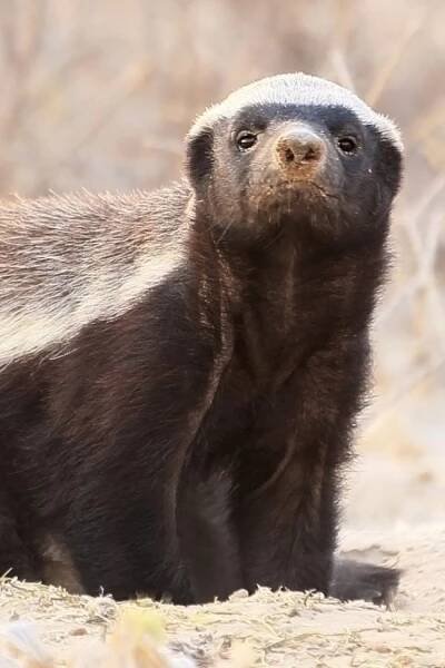 Honey Badger