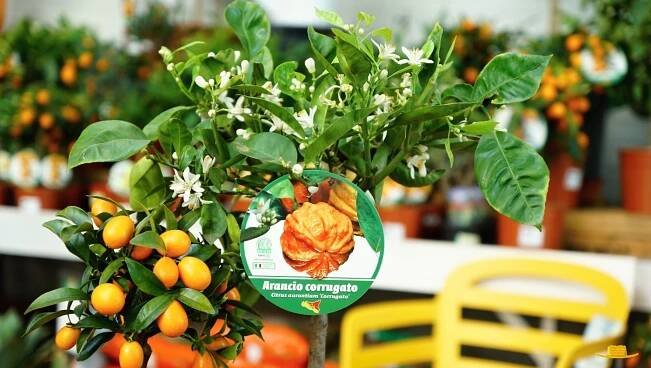 Citrusy - Zahradní centrum pod kloboukem