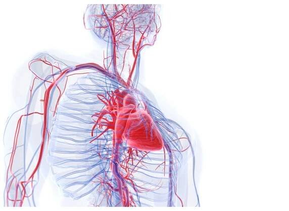 Anatomická ilustrace srdce a krevního oběhu těla