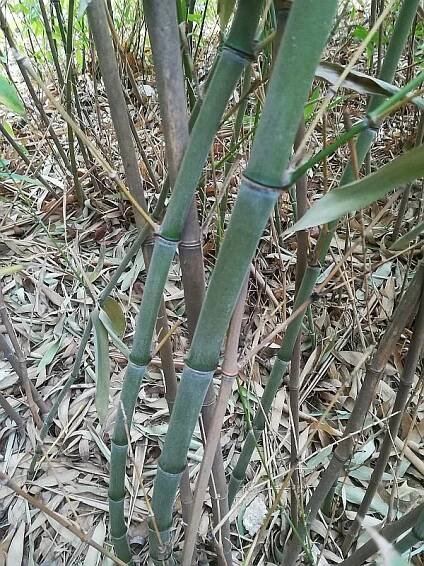 Phyllostachys pubescens | Zimovzdorné bambusy a pěstování bambusů u nás