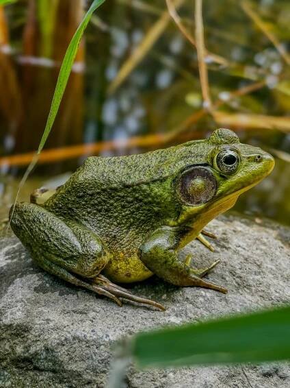 bezplatná Základová fotografie zdarma na téma aan lichtbak toevoegen, anatomie žáby, biodiverzity Základová fotografie