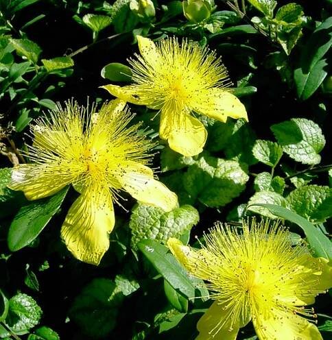 Rose of Sharon