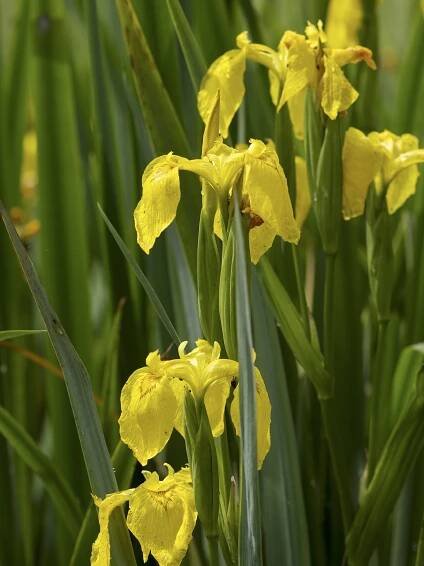Iris pseudacorus
