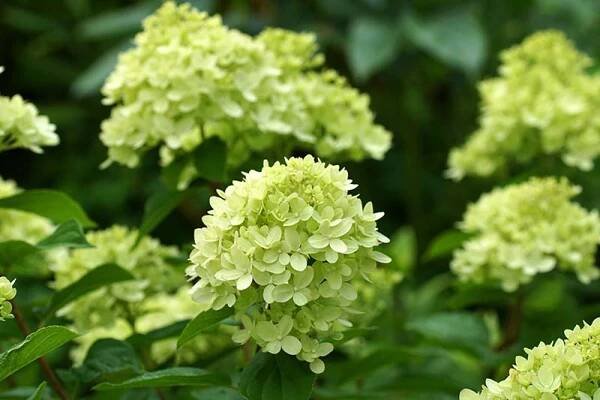 A close up horizontal image of panicle hydrangea flowers growing in the garden pictured on a soft focus background.