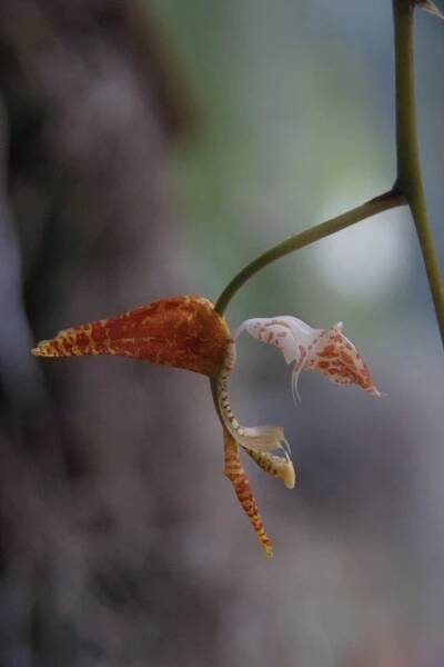 Orchideje 2014, Fata Morgana, Praha