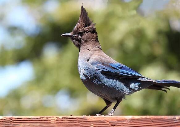 Stellars Jay Lake Tahoe bird photography by Crystal
