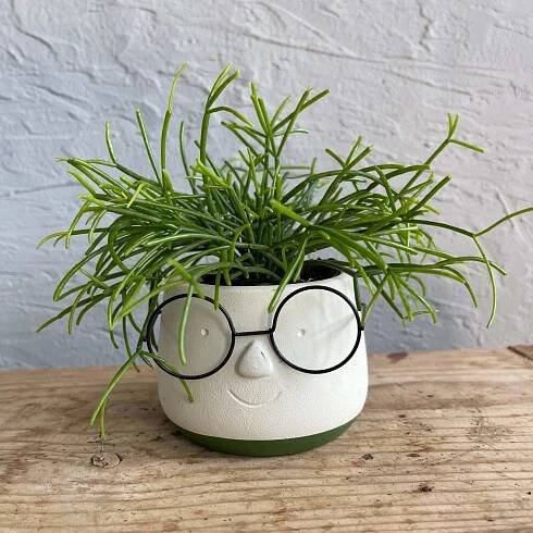 Rhipsalis cassutha baby