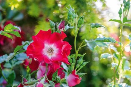 Single-flowered roses: choosing and growing the best