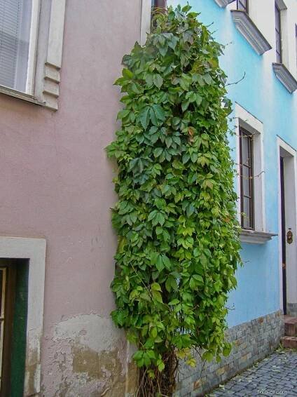 Loubinec pětilistý (Parthenocissus quinquefolia)