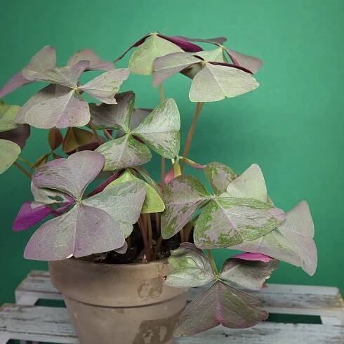 Oxalis triangularis Sanne