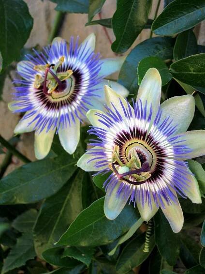 Gardener's Tour, Garden Tours in Napa & Sonoma Wine Country