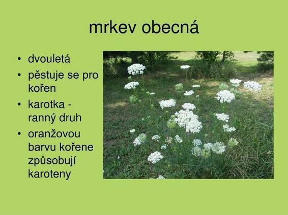 PPT - Miříkovité PowerPoint Presentation, free download - ID:5067425