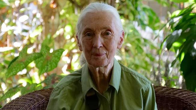 Jane Goodallová - nová generace - Z filmu - Jane Goodall