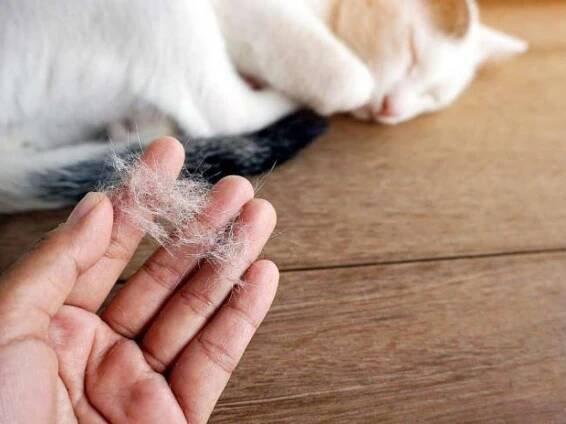 Kedi Neden Tüy Döker, Kedilerin Tüy Dökmesi Normal mi - Obilsin
