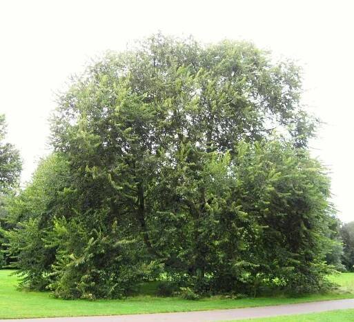 Cherry-bark elm with green foliage